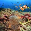 A vibrant coral reef scene from Thailand