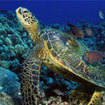 Turtles are regularly seen by divers at Phi Phi Island