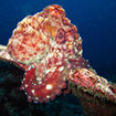 A reef octopus explores the Bunsoong Wreck