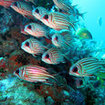 Soldierfish congregate in the depths of Hin Daeng