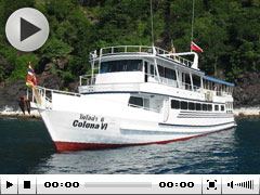 Colona VI