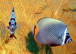 Red-tailed butterflyfish can be seen at Koh Tarutao - photo courtesy of Marcel Widmer - www.Seasidepix.com Red-tailed butterflyfish can be seen at Koh Tarutao - photo courtesy of Marcel Widmer - www.Seasidepix.com
