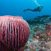 Discover Scuba Diving in Thailand